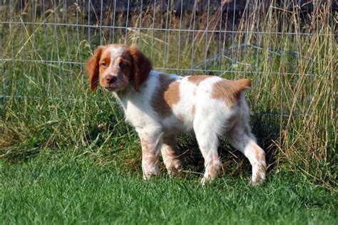 Brittany Spaniel Puppy Standing Near Fence In Grass Brittany Spaniel