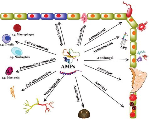 Different functions of AMPs in the host immune protection. AMPs can ...