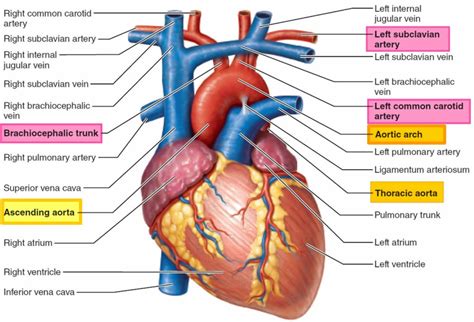 The Arch Of The Aorta Has How Many Branches