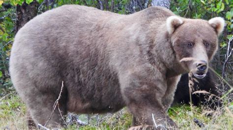 Gloriously Plump Mama Crowned Queen Of Fat Bear Week Cowboy State Daily