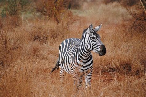 What Predators Eat Zebras? - Joy of Animals