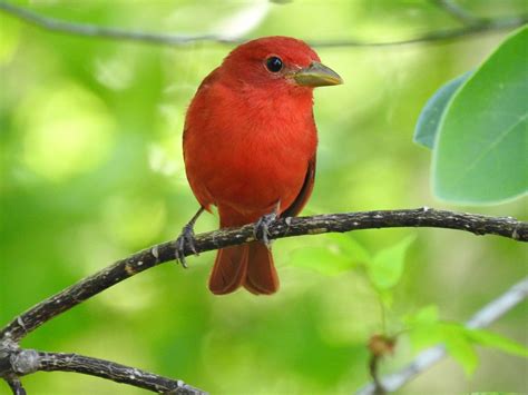 Male Summer Tanager | BirdForum