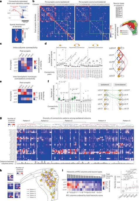 Pfc Connectivity Map Predicted From Dendriteaxon Pairing A Estimation