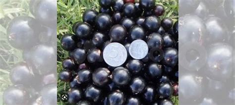 Смородина «ядреная» крупная саженцы купить в Калининграде | Товары для ...