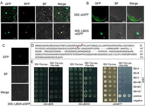 Subcellular localization and dimer-forming ability of ZmLBD5: (A-C ... 