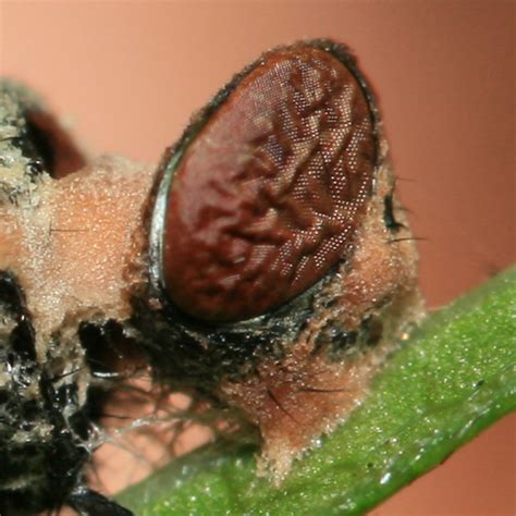 Fungus Ridden Fly Bugguide Net