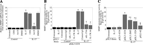 Il 17 Stimulates Mmp 1 Expression In Primary Human Cardiac Fibroblasts