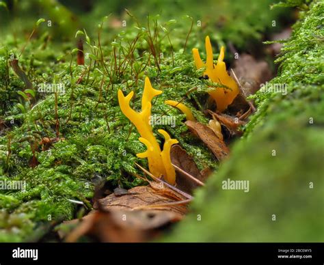 Yellow Stag S Horn Fungus Calocera Viscosa Stock Photo Alamy