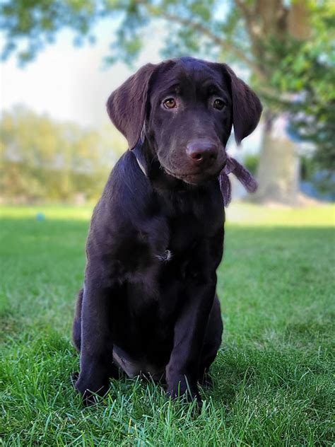 Chocolate Labrador Retrievers | Companions Forever LLC