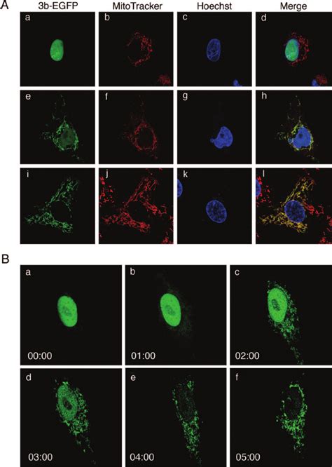 Confocal Analysis Of The Intracellular Localization Of The Sars Cov Orf