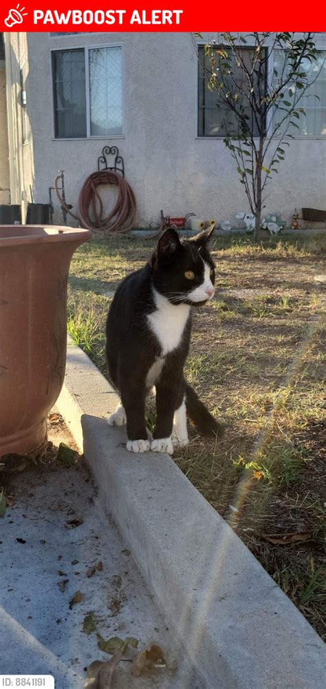 Rowland Heights Ca Lost Male Cat Andy Is Missing Pawboost