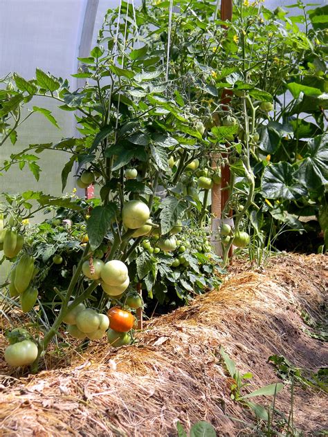 Greenhouse Tomato Tomatoes - Free photo on Pixabay