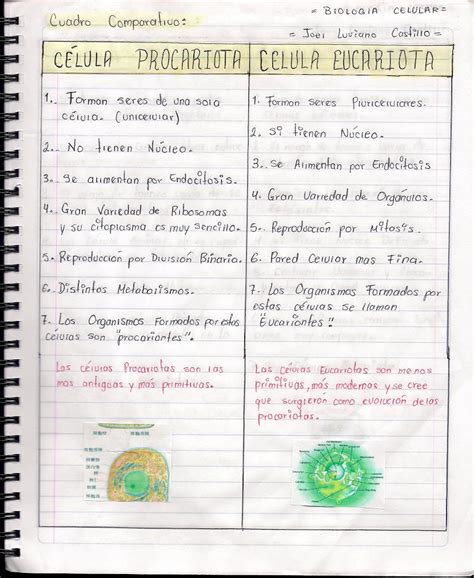 Cuadro Comparativo De Diferencias Entre Celulas Eucariotas Y 132300 Hot Sex Picture