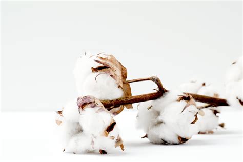 types  cotton aryan apparels