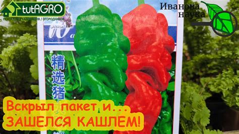 ВСКРЫВАЮ ОТБОРНЫЕ СВИНЫЕ КИШКИ! Китайские семена. Замачиваю в ...