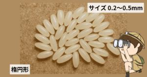 【解決】コバエはどこに卵を産み付ける？やってはいけない卵の駆除方法や予防法を徹底解説