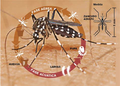 As Es El Aedes Aegypti Un Mosquito Que Tiene En Vilo Al Continente