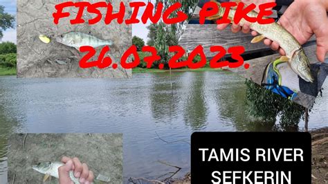 PIKE FISHING 2 TAMIS RIVER SEFKERIN 26 07 2023 YouTube