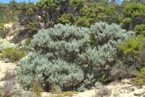 Olearia Axillaris Coastal Daisy Bush Growing Guide