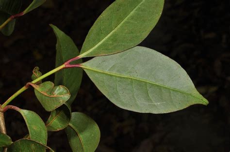 Garcinia Rubra Clusiaceae Image 117386 At PhytoImages Siu Edu