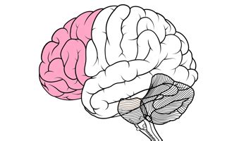 The Prefrontal Cortex Revisited - Chiros Hub