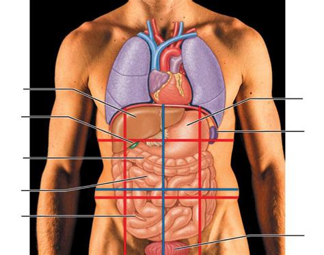 11th Grade Anatomy Honors Ch 1 Fundamentals Of Anatomy And Physiology