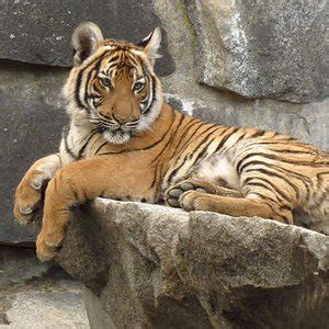 Indochinese Tiger - Animal Facts and Information