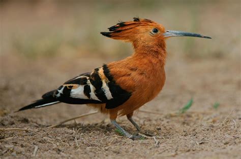 Namibia Wildlife - Peter Van Rhijn Photography