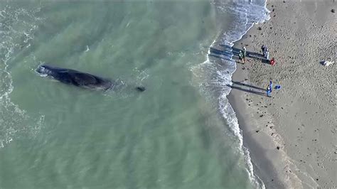 EN VIVO Muere Una Ballena Varada En Una Playa De Florida YouTube