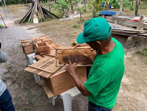 Meliponicultura E Apicultura Marcam Segundo Dia De Programa O T Cnica