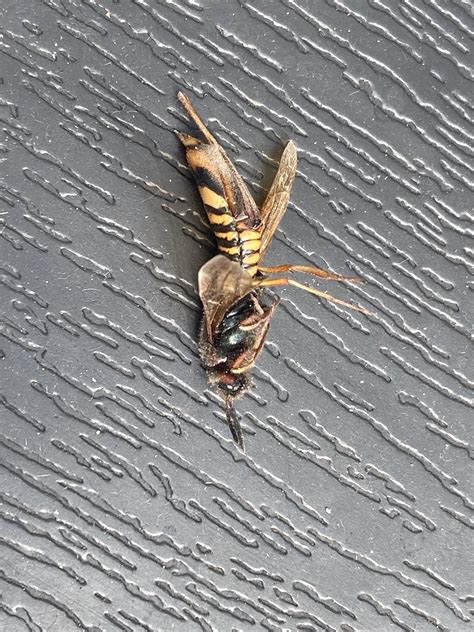 What Is This Found In Czech Republic R Insects