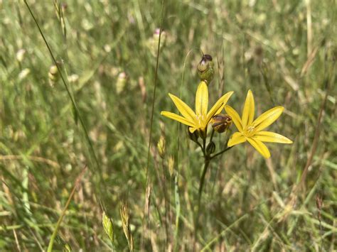 A Cyclist’s Guide to the Wildflowers of Santa Cruz - Santa Cruz Museum ...