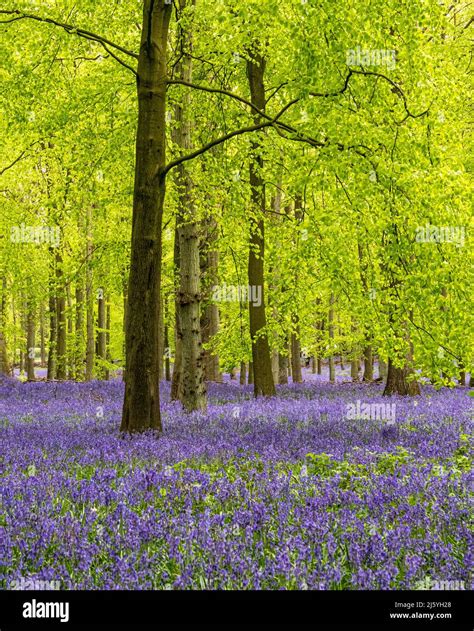 A Carpet Of Bluebells In Woodland Dockey Wood On The Ashridge