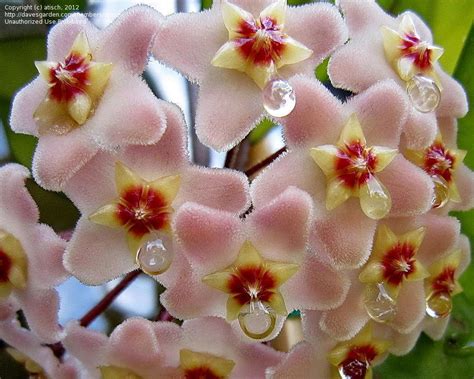 Plantfiles Pictures Hoya Species Wax Plant Porcelain Flower Hoya