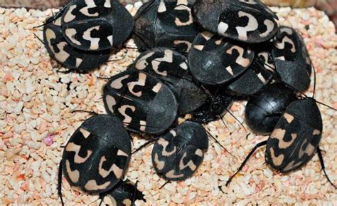 Индийский таракан домино | Мир животных и растений