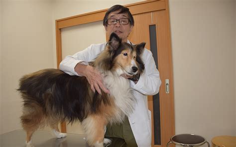 セントラルシティ動物病院｜犬・猫の健康診断を推進｜teamhope 動物病院リレー紹介