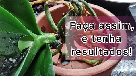 Replante assim sua orquídea e tenha resultados YouTube