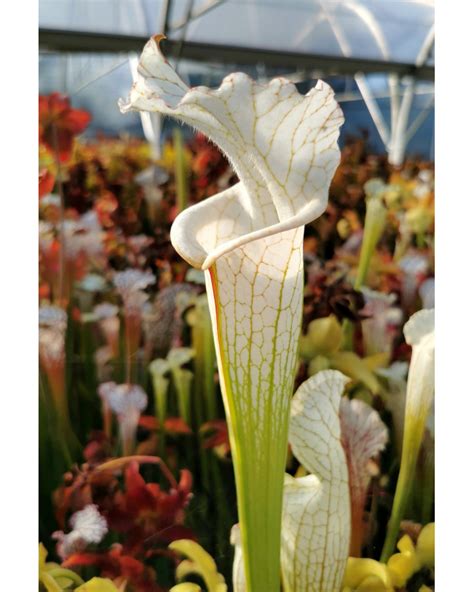 Sarracenia Leucophylla