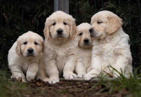 Cachorros Golden Retriever Centro Canino Valmajano