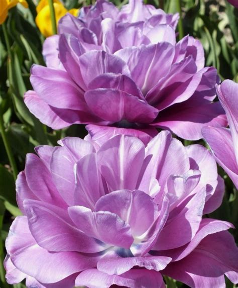 Tulip Blue Spectacle Blue Spectacle Is An Irresistible Beauty With Deep Violet Purple Flowers