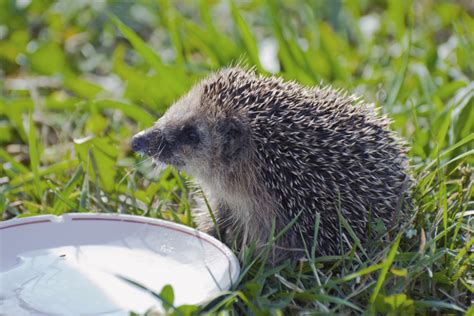 Was Fressen Igel Ern Hrungsplan Von Wilden Igeln