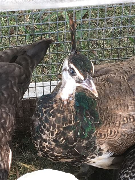 Help Sexing Peachicks Backyard Chickens Learn How To Raise Chickens