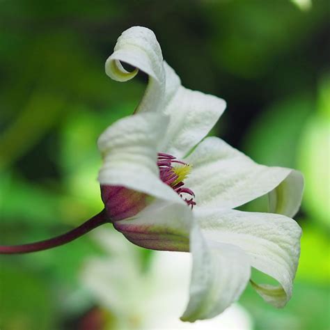 clematis ‘princess kate’ (2) – Cornwall in Colours