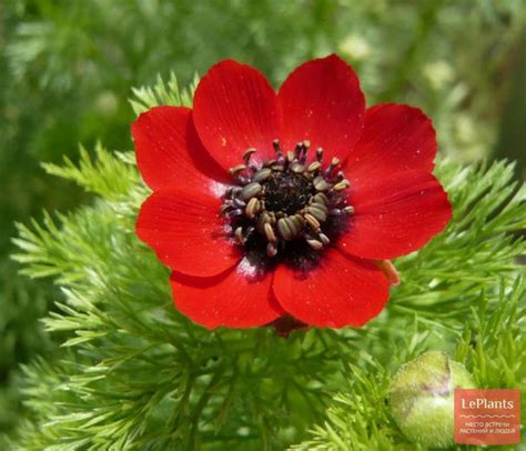 Адонис летний (Adonis aestivalis) — описание, выращивание, фото | на ...