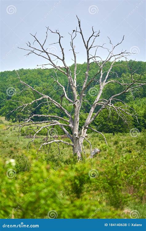 Dead Oak Tree By The Forest Stock Photo Image Of Dried Rural 184140638