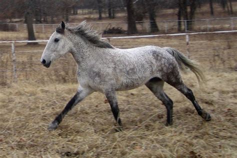 Curly Horse | The Life of Animals