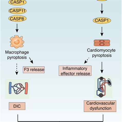 Sting1 Mediated Type I Ifns And Inflammatory Cytokines In Sepsis