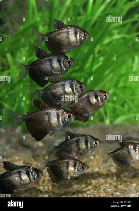 Long Finned Black Skirt Tetra Male Or Female Emberly Anastasio