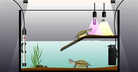 How to Build a Tortoise Enclosure