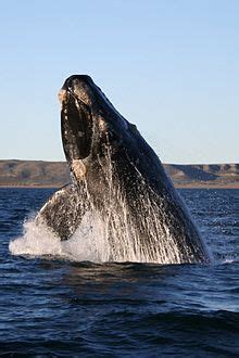 Right whale - Wikipedia